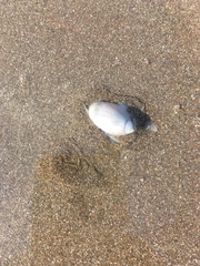 Olivancillaria