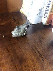 Chiromantis xerampelina