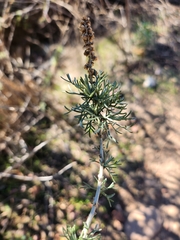 Artemisia palmeri