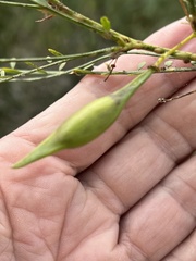 Parkinsonia florida
