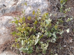 Aristolochia baetica