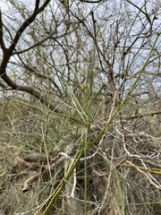 Parkinsonia florida
