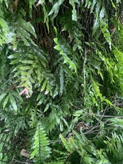 Nephrolepis biserrata