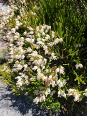 Erica lutea