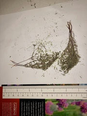 Euphorbia gracillima