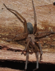 Filistata insidiatrix