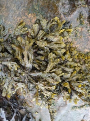 Fucus spiralis