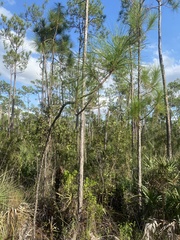 Pinus elliottii densa
