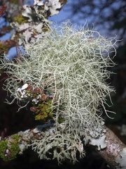 Usnea subfloridana