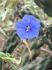 Jacquemontia abutiloides