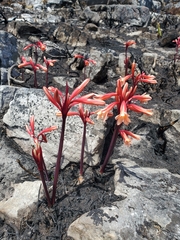 Cyrtanthus ventricosus