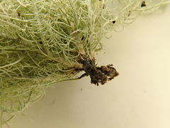 Usnea subfloridana