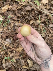 Amanita lavendula