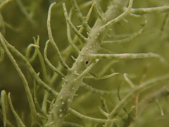 Usnea subfloridana