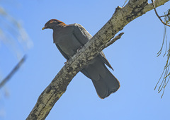 Patagioenas squamosa