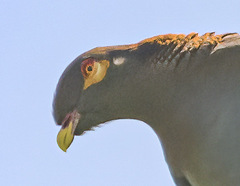 Patagioenas squamosa