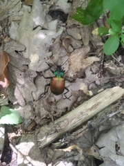 Calosoma sycophanta