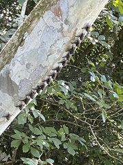 Rhynchonycteris naso