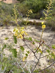 Erythrostemon pannosus