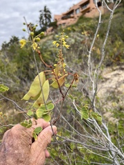 Erythrostemon pannosus