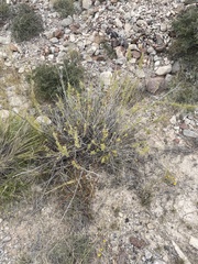 Brickellia laciniata