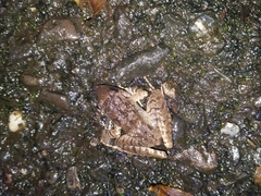 Limnonectes microdiscus