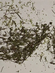 Euphorbia gracillima