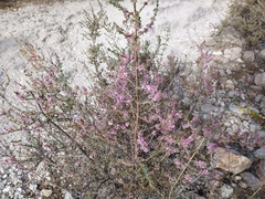 Salsola oppositifolia