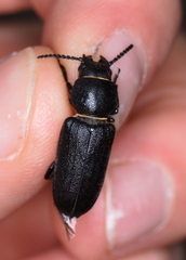 Spondylis buprestoides