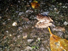 Limnonectes microdiscus