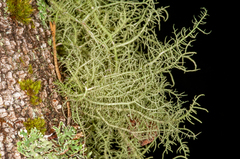 Usnea glabrata