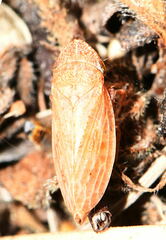 Aphrodini