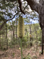 Xanthorrhoea macronema
