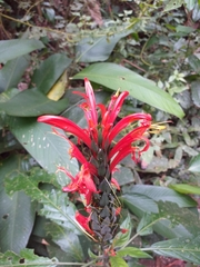 Acanthoideae
