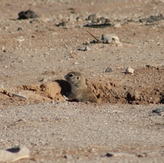 Xerospermophilus tereticaudus