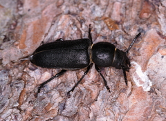 Spondylis buprestoides