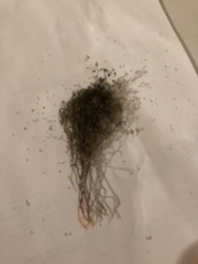 Euphorbia gracillima