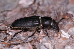 Spondylis buprestoides