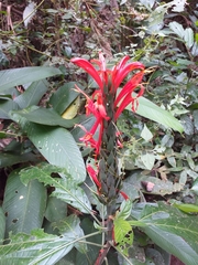 Acanthoideae