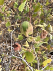 Gossypium davidsonii