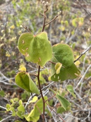 Gossypium davidsonii