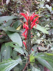 Acanthoideae