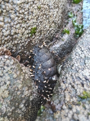 Acanthopleura echinata