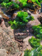 Acanthopleura echinata
