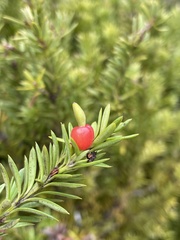 Podocarpus nivalis