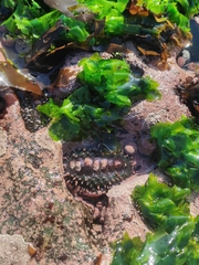 Acanthopleura echinata
