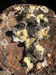 Serpula himantioides