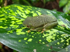 Agalychnis