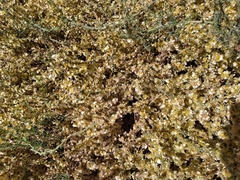 Salsola oppositifolia