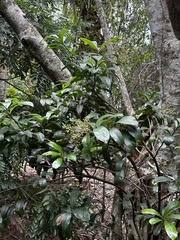 Ardisia